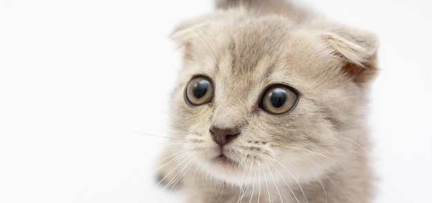 Petit chat gris isolé sur blanc