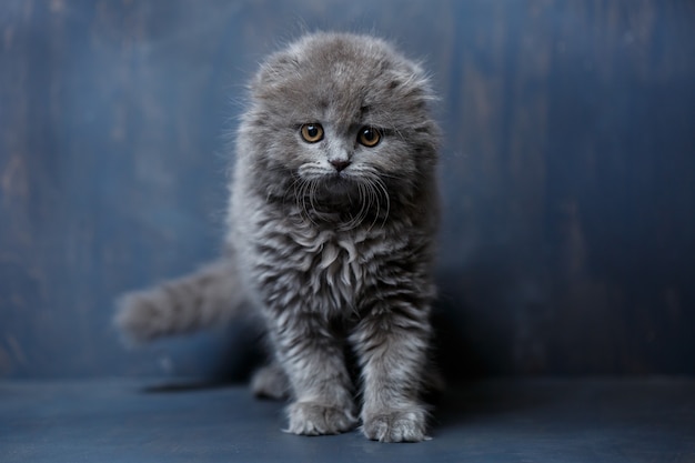 Petit chat gris de race Scottish fold joue sur un fond gris