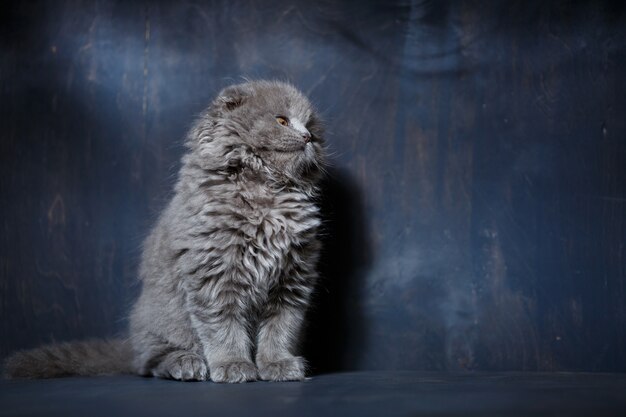 Petit chat gris de race Scottish fold joue sur fond gris