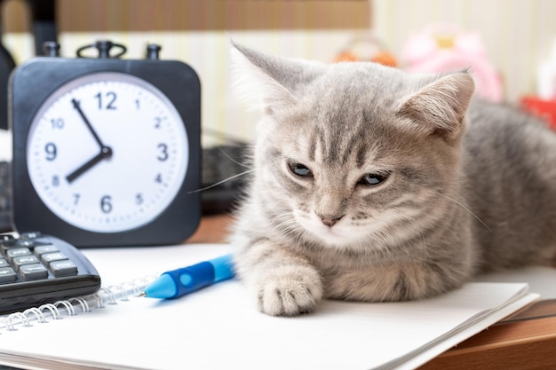 Un petit chat gris se trouve sur une table à côté d'étudier des fournitures un cahier un stylo une calculatrice un clavier un réveil Humour Retour à l'école Le concept d'auto-éducation