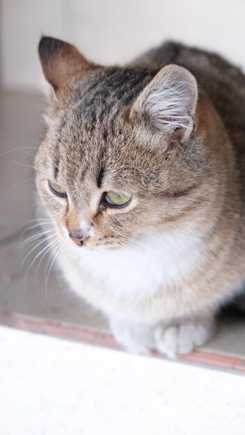 Le petit chat en hiver