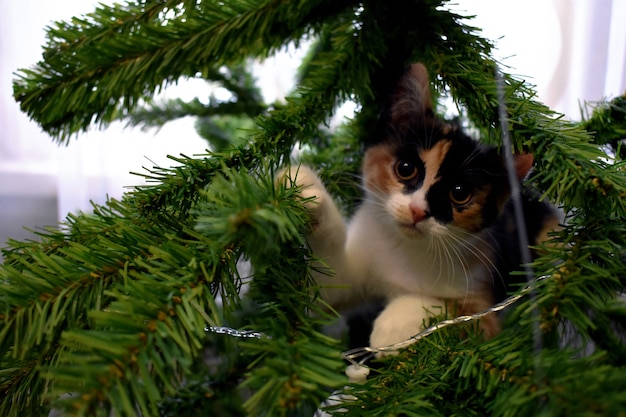 Le petit chat joue avec l'arbre de Noël