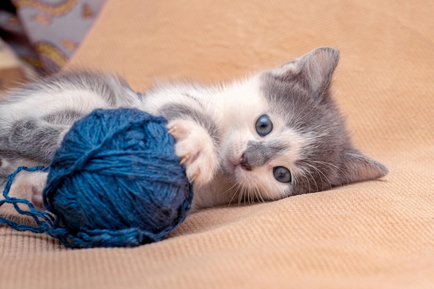 Un petit chat joue avec un écheveau de fil.