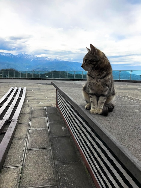 Un petit chat multicolore se repose sur un piédestal dans la perspective d'un ciel saturé bleu lumineux