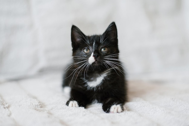 Un petit chat noir avec des taches blanches se trouve sur le canapé et lève les yeux attentivement