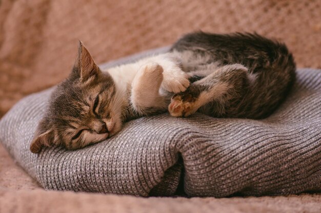 Petit chat sur un oreiller de couleur pastel Concept rester à la maison Chaton relaxant sur fond tricoté gris doux