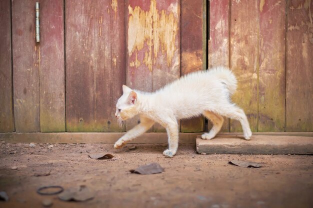 Un petit chat qui sort de la maison Traité avec Snapseed