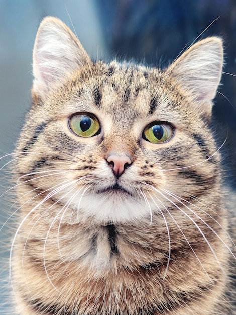 Un petit chat rayé au regard mignon et attentif