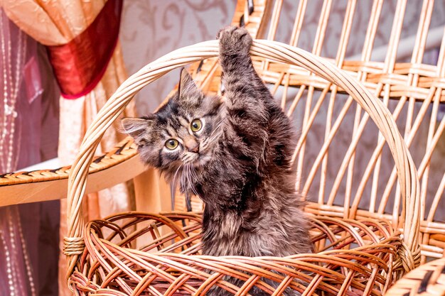 Un petit chat rayé dans un panier en osier