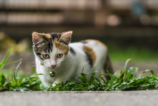 Petit chat à la recherche