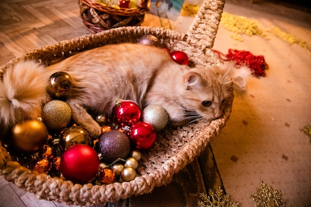 Petit chat roux gentil dormant sur un panier avec décoration chrismtas