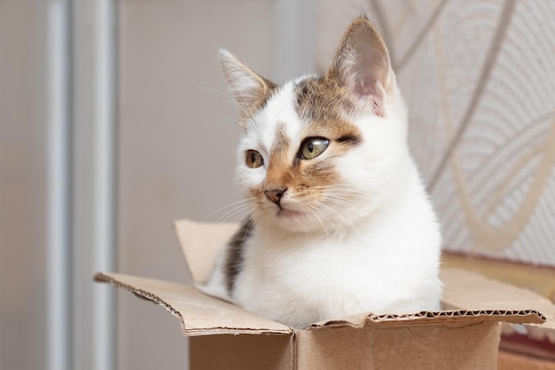 Un petit chat tacheté blanc est assis dans une boîte en carton