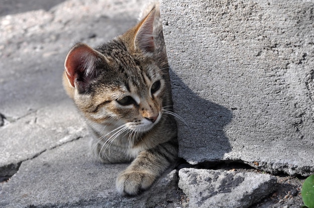 Petit chat tigré allongé sur la route pavée