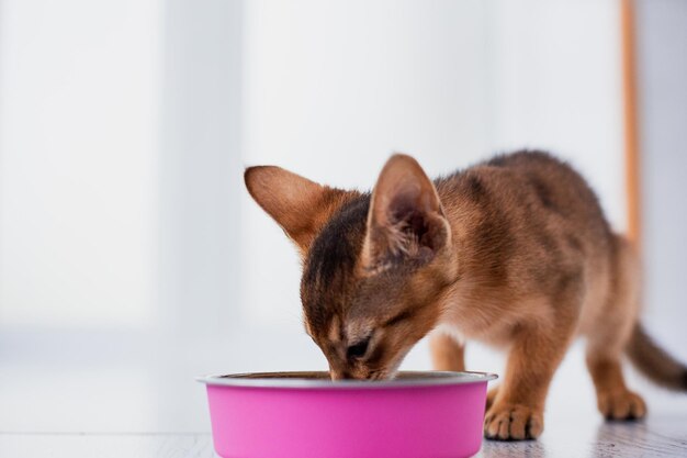 Petit chaton abyssin au gingembre mange de la nourriture humide sur fond de bois blanc chaton de race pure dans la cuisine