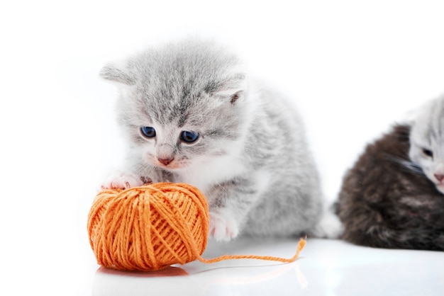 Petit Chaton Adorable Gris Jouant Avec Une Boule Orange Avec Des Chatons Jouent En Blanc Phot