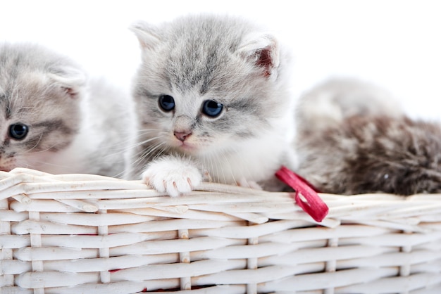 Petit chaton adorable moelleux gris jouant ensemble dans le panier en osier blanc dans photostudio.