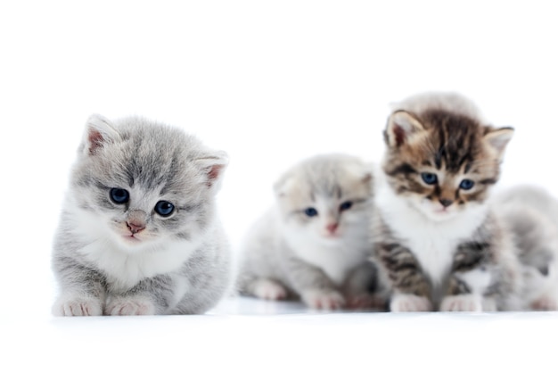 Petit chaton adorable moelleux gris regardant directement vers la caméra avec de beaux yeux bleus