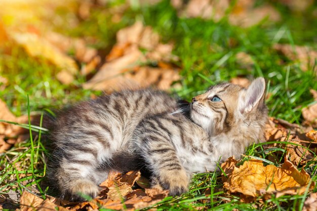 Petit chaton allongé sur l'herbe avec des feuilles tombées