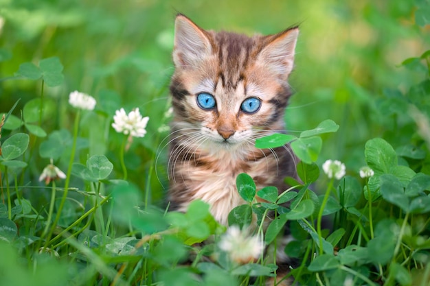 Petit chaton assis sur l'herbe