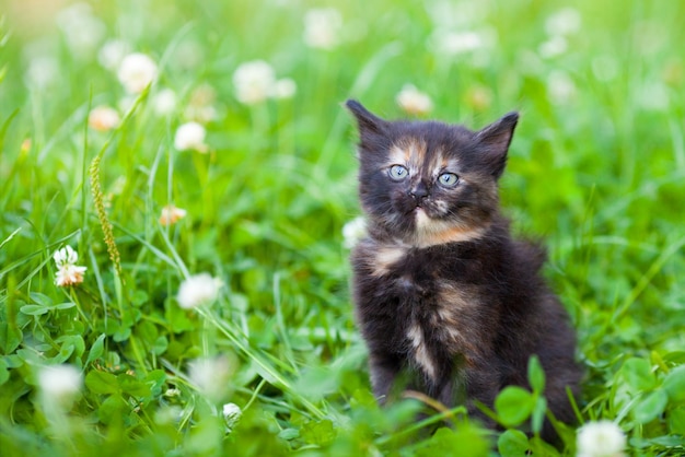Petit chaton assis sur l'herbe