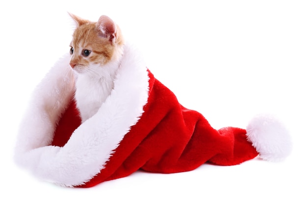 Petit chaton au chapeau de Noël isolé sur blanc