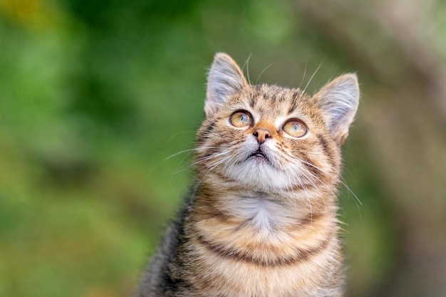 Petit chaton au regard curieux sur fond d'herbe verte portrait d'un chaton sur fond flou