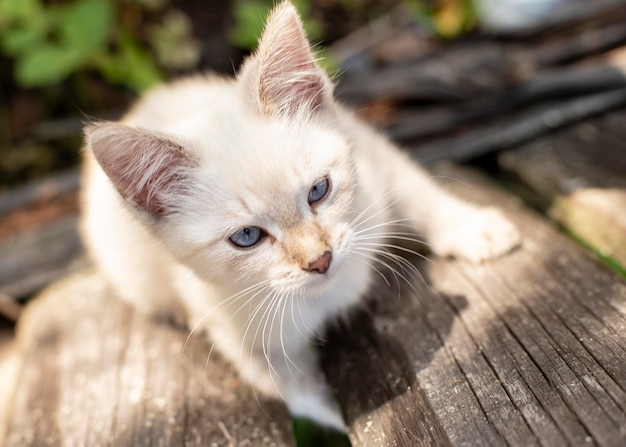 Un petit chaton au regard sévère rampe sur une vieille clôture en bois du village