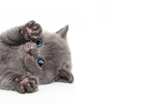 Petit Chaton Aux Pattes Levées