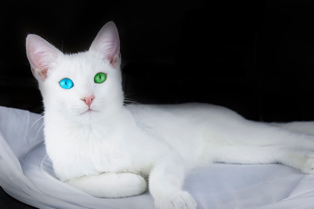 Petit chaton blanc allongé sur un tissu blanc