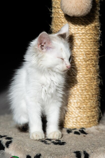 Un petit chaton blanc est assis près d'un griffoir au soleil