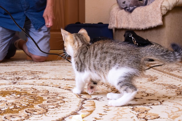 Petit chaton blanc gris dans la chambre