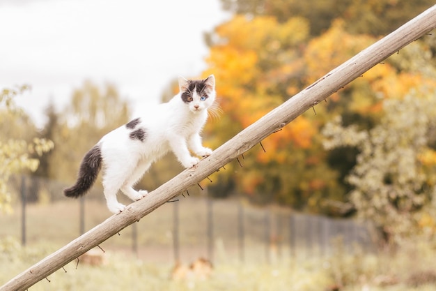 Petit chaton blanc et noir de 2 mois avec des yeux de différentes couleurs se dresse sur un bâton en bois incliné