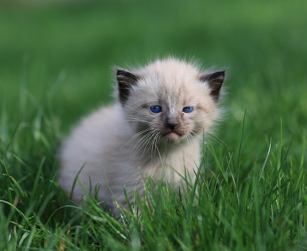 petit chaton blanc sur la pelouse