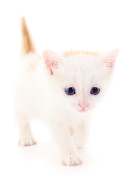 Petit chaton blanc