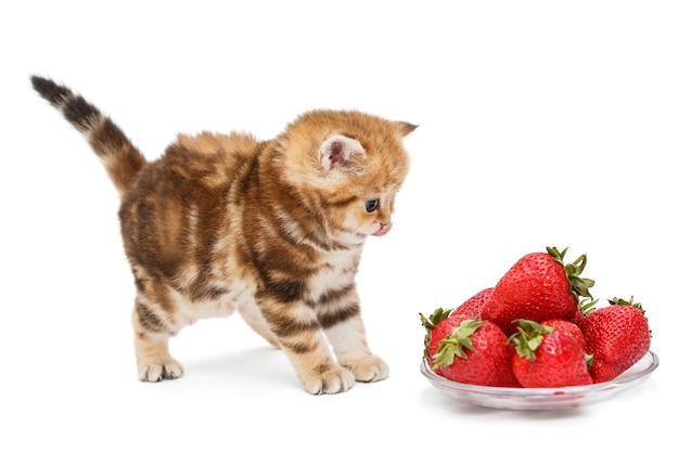 Petit chaton et un bol de fraises