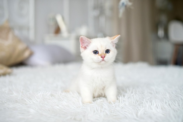 Un petit chaton britannique blanc est assis sur une couverture blanche dans la chambre