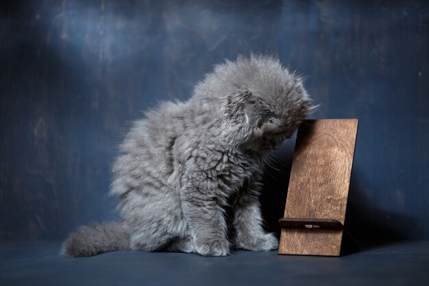 Le petit chaton british fold grignote sur un support de téléphone en bois
