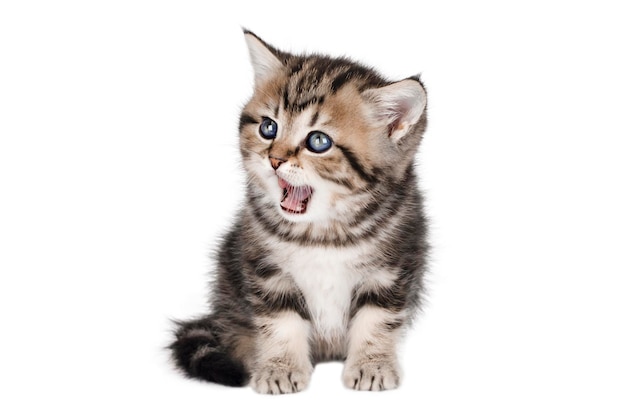 petit chaton brun aux yeux bleus est assis et miaule isolé