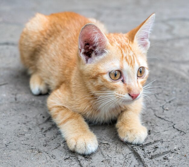 Petit chaton brun doré mignon allongé sur le sol en béton extérieur mise au point sélective à son œil