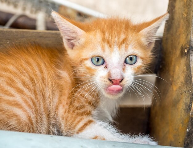 Petit chaton brun doré mignon aux yeux bleus léchant sa propre bouche dans la cour extérieure de la maison