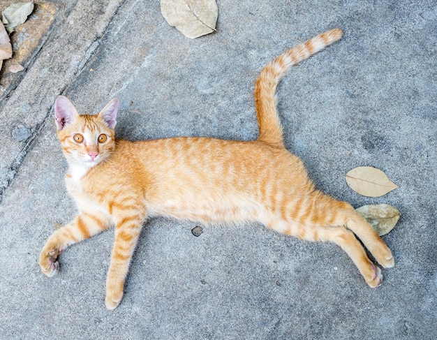Petit chaton brun doré mignon confortable et paresseux allongé sur un sol extérieur en béton se concentrant sur son œil