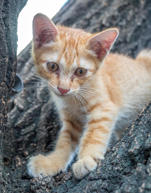 Petit chaton brun doré mignon grimper sur l'arbre extérieur de l'arrière-cour mise au point sélective sur son œil