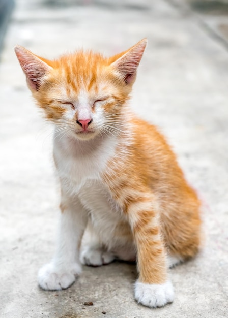 Petit chaton brun doré mignon joue à la mise au point sélective de l'arrière-cour de la maison en plein air sur son œil