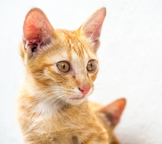 Petit chaton brun doré mignon en position de détente dans un jardin extérieur se concentrant sur son œil