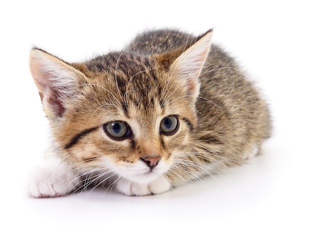 Petit chaton brun isolé sur fond blanc.