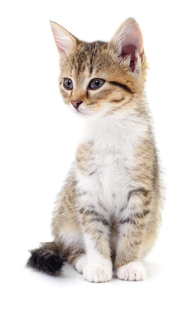 Petit chaton brun isolé sur fond blanc