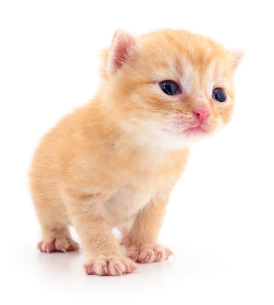 Petit chaton brun isolé sur fond blanc