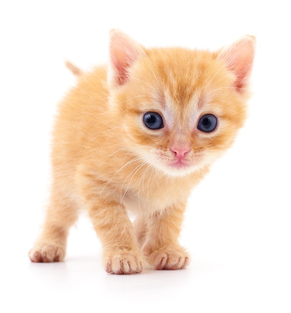 Petit chaton brun isolé sur fond blanc