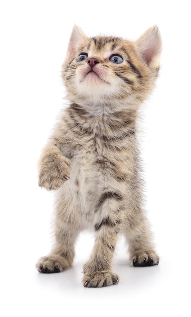 Petit chaton brun isolé sur fond blanc