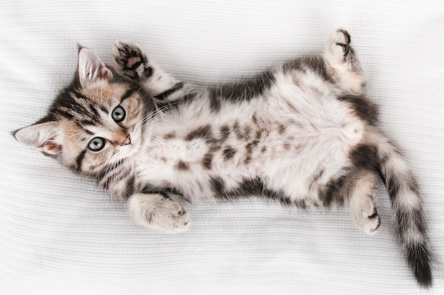 un petit chaton brun se trouve sur le dos sur un fond clair